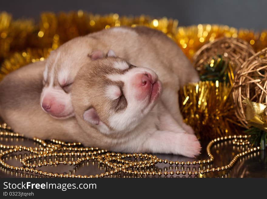 New born siberian husky puppy