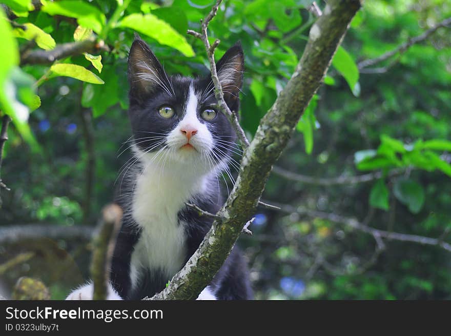 Three months old kitten climbing an apple tree. Three months old kitten climbing an apple tree