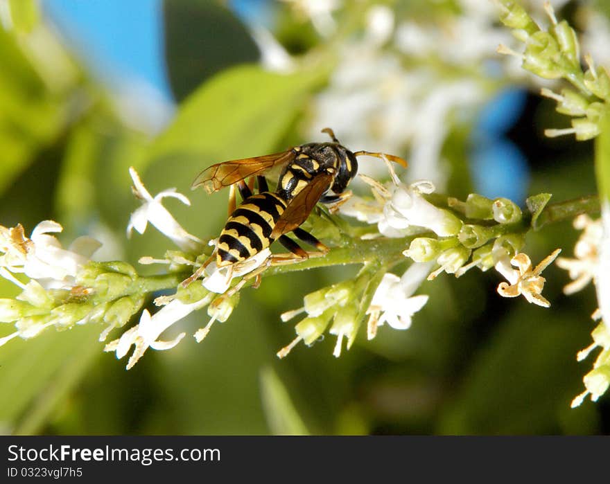 Bee Parasite