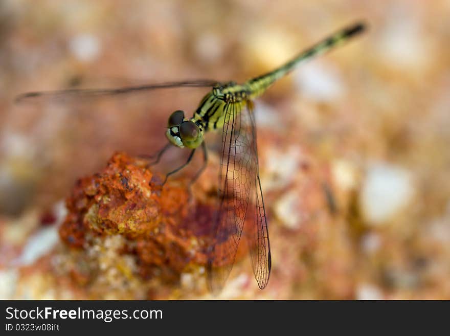 Dragonfly resting on red mud