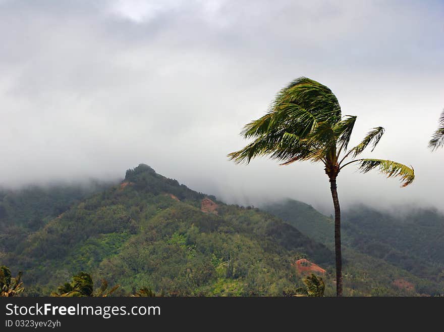 Tropical Plantation Hawaii