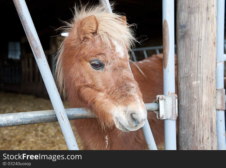 Miniature pony face looking thru bars. Miniature pony face looking thru bars