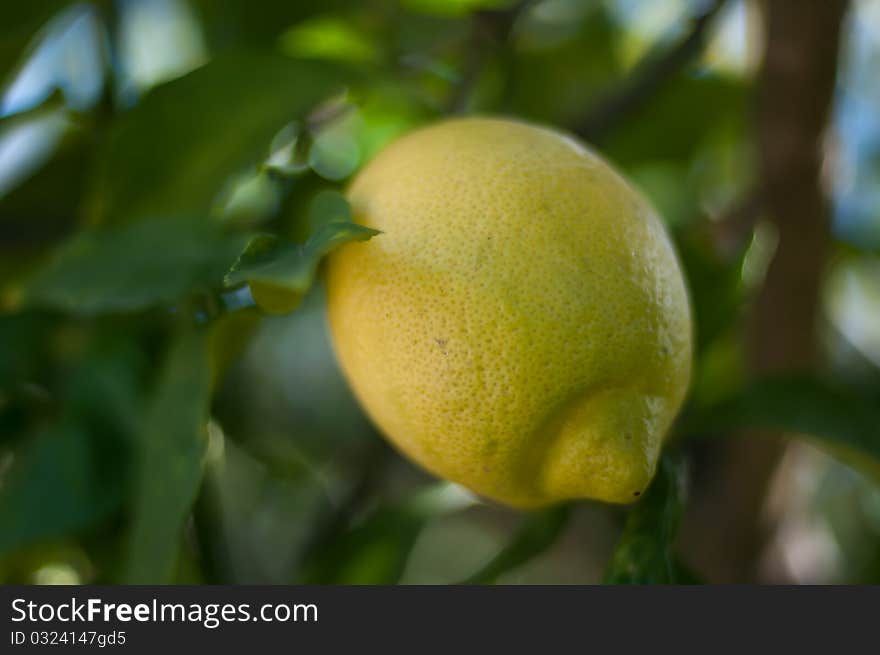 Image of a lemon growing on a tree. Image of a lemon growing on a tree.