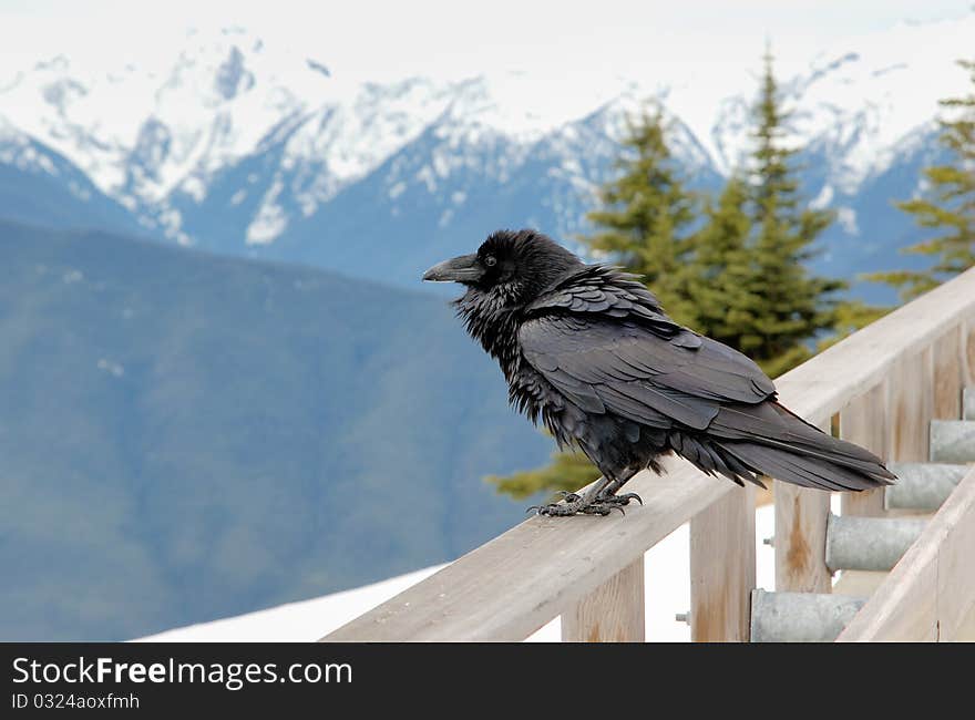 Raven on the fence in the mountains. Raven on the fence in the mountains