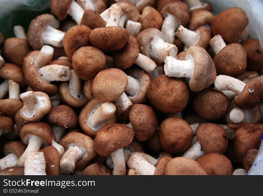 Gathered mushrooms boleti and bay boletes