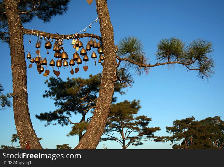 Golden bell with hanging on a green spruce branch