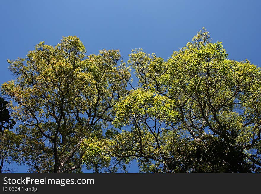 Spring forest, Kradueng national park, Loei, Thailand. Spring forest, Kradueng national park, Loei, Thailand.