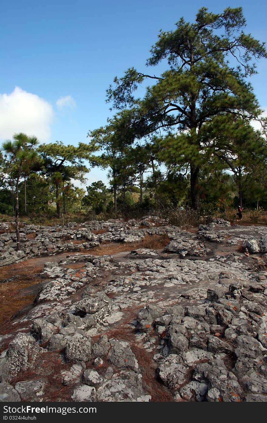 Pine forests with patio stone foreground.