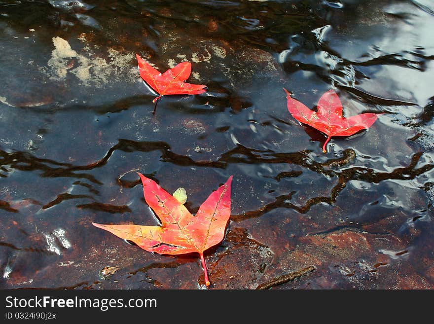 The maple leaf on weter, this photo Phu Kradueng National Park, Loei province, Northwest of Thailand. The maple leaf on weter, this photo Phu Kradueng National Park, Loei province, Northwest of Thailand