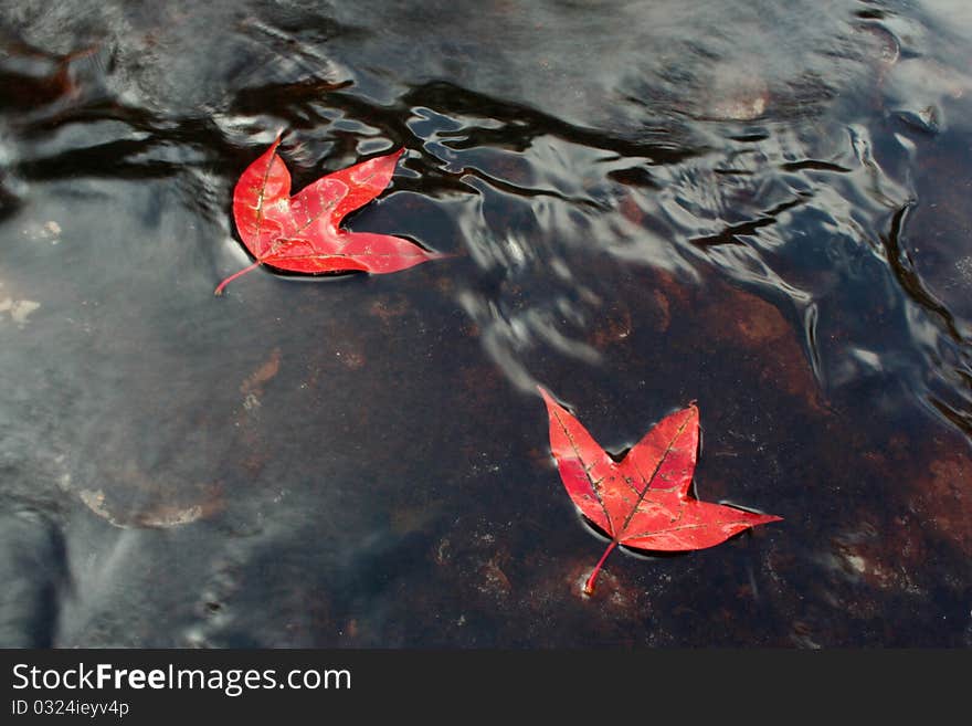 The maple leaves on water, this photo Phu Kradueng National Park, Loei province, Northwest of Thailand. The maple leaves on water, this photo Phu Kradueng National Park, Loei province, Northwest of Thailand