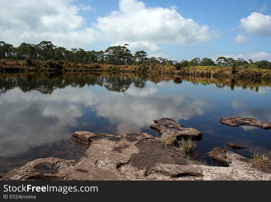 Natural pond in front of pine forest.