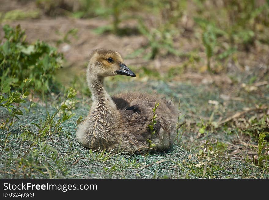 Canada Gosling in the Grass