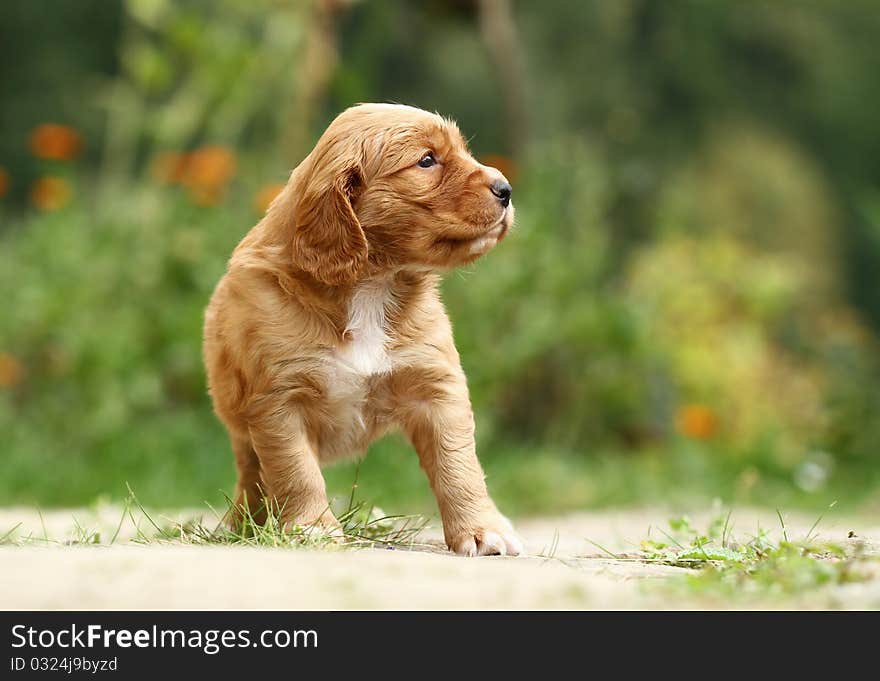 Small adorable puppy looking at something in the garden