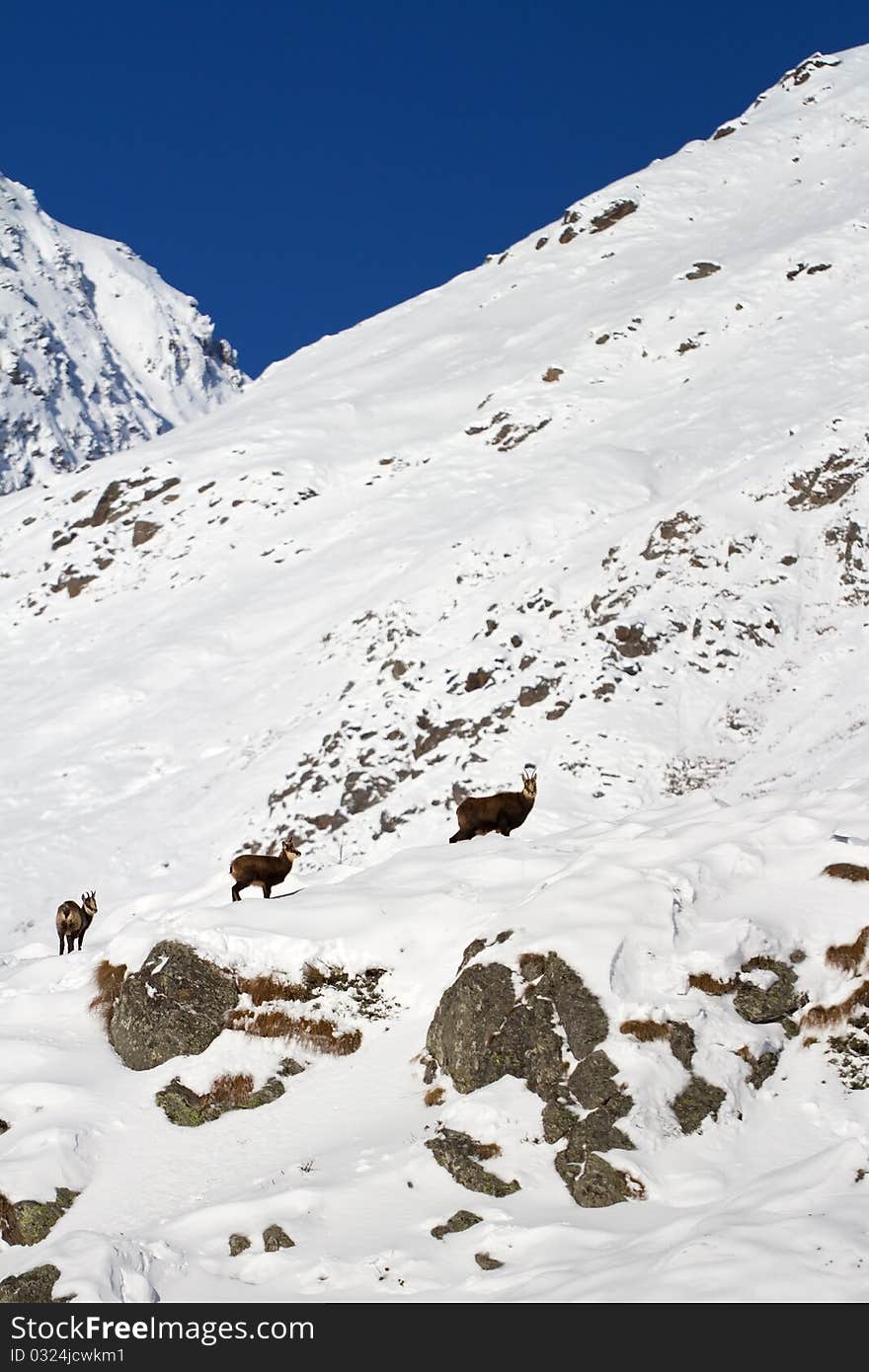 Chamois during winter at 2651 meters on the sea-level. Gavia Pass, Brixia province, Lombardy region, Italy