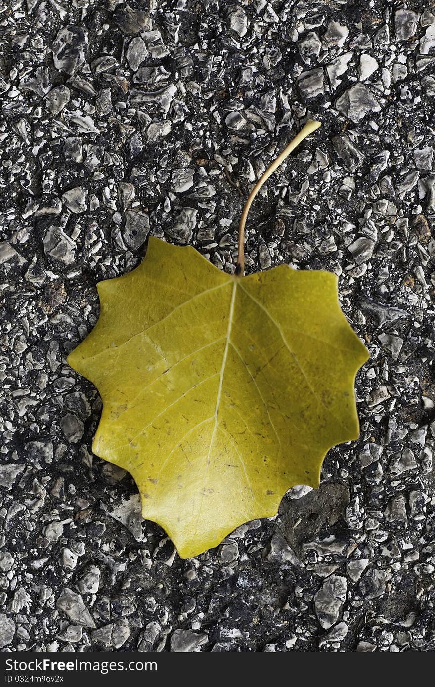 Abandoned leaf