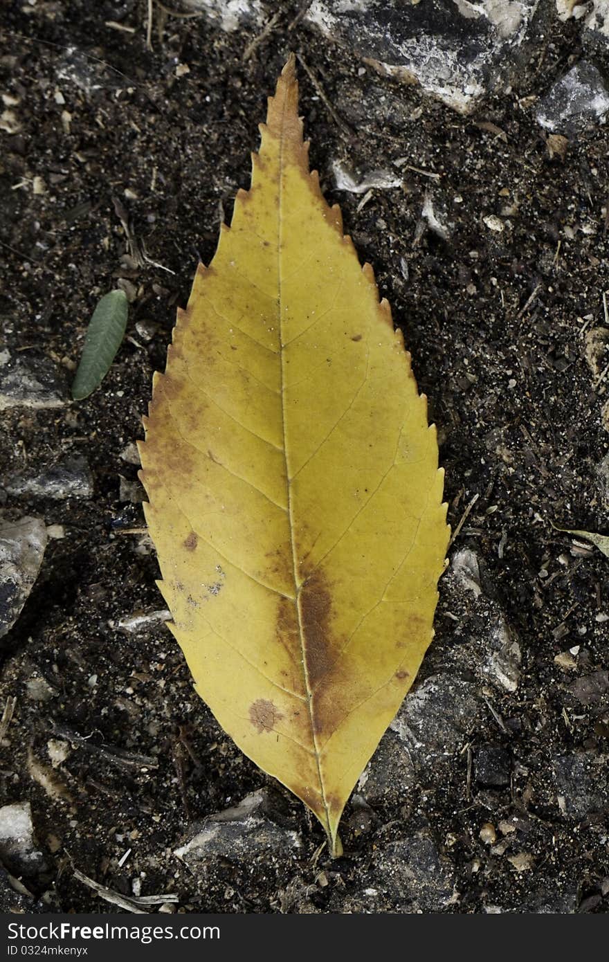 Abandoned leaf