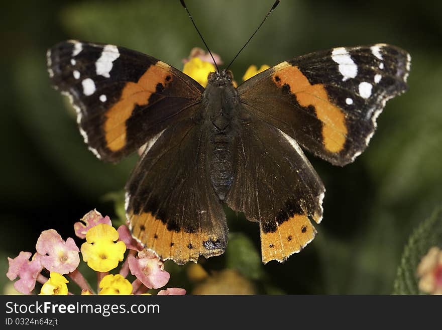 Close up view of the Red Admiral butterfly on the flowers. Close up view of the Red Admiral butterfly on the flowers.