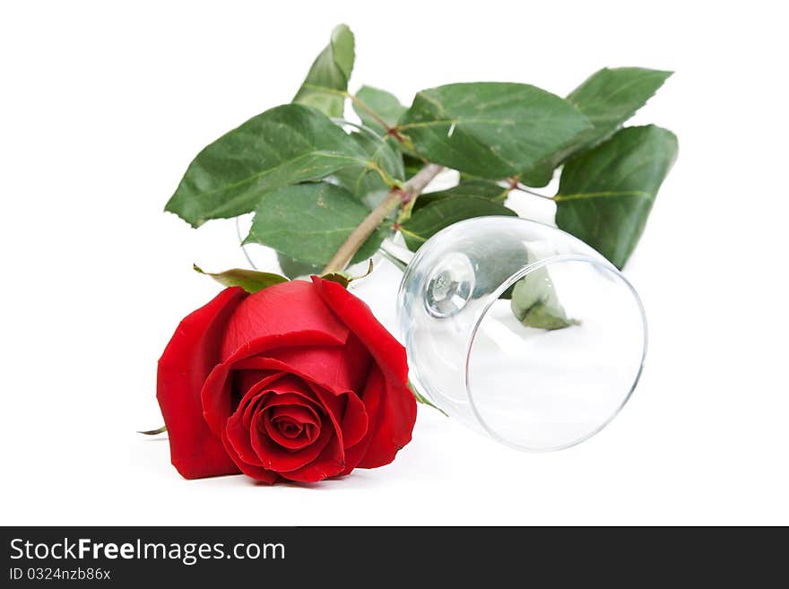 Red rose and a glass cup on a white background