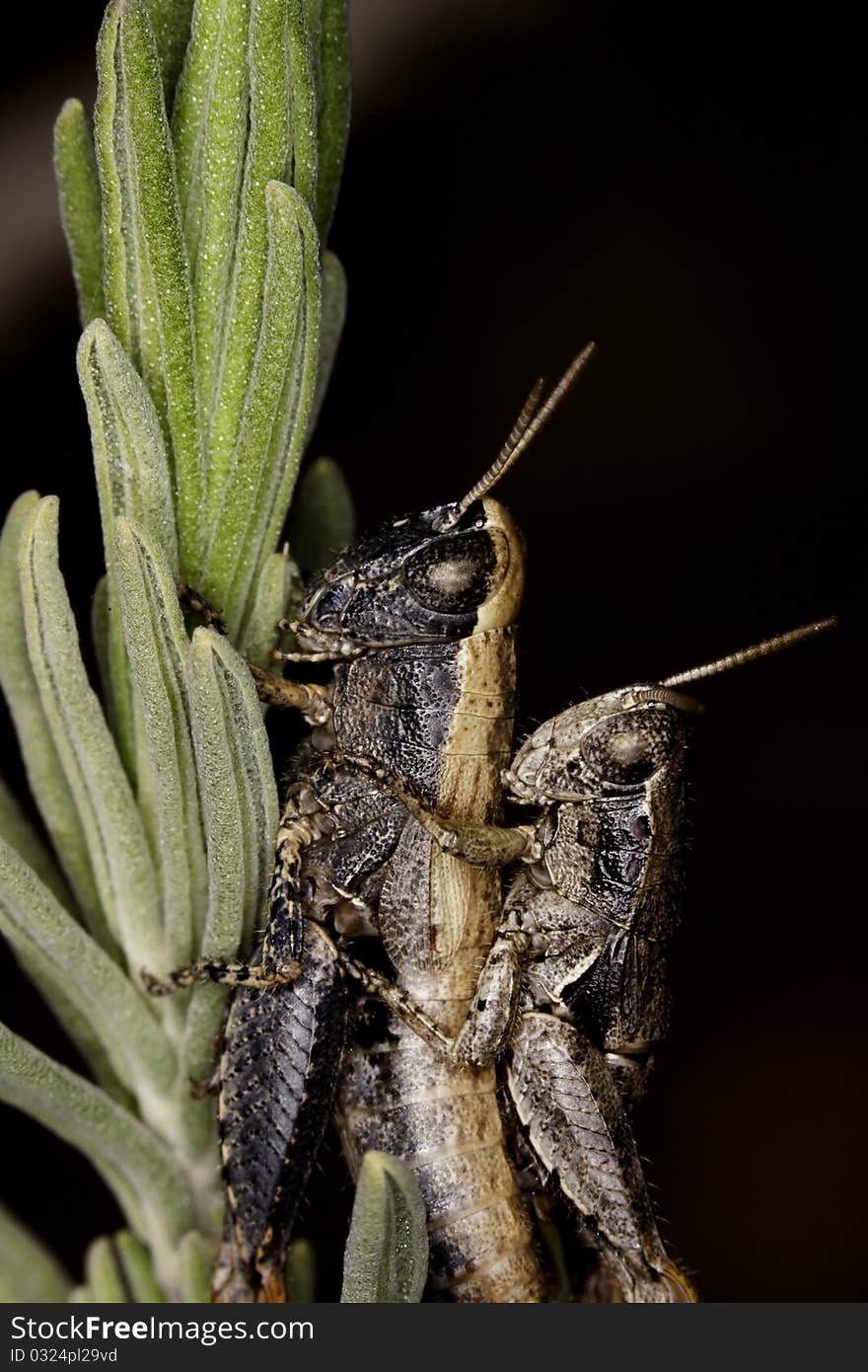 Close up view of two grasshoppers mating.