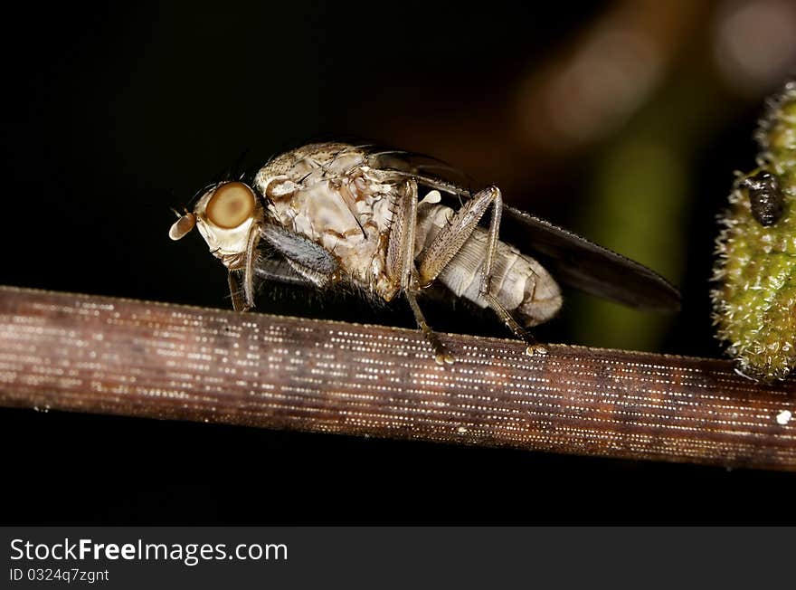 Close up view of a heleomyzid fly on a plant.