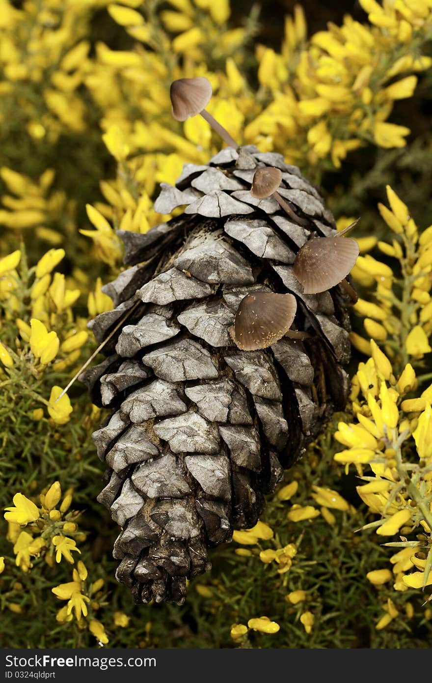 Pine Cone And Mushrooms