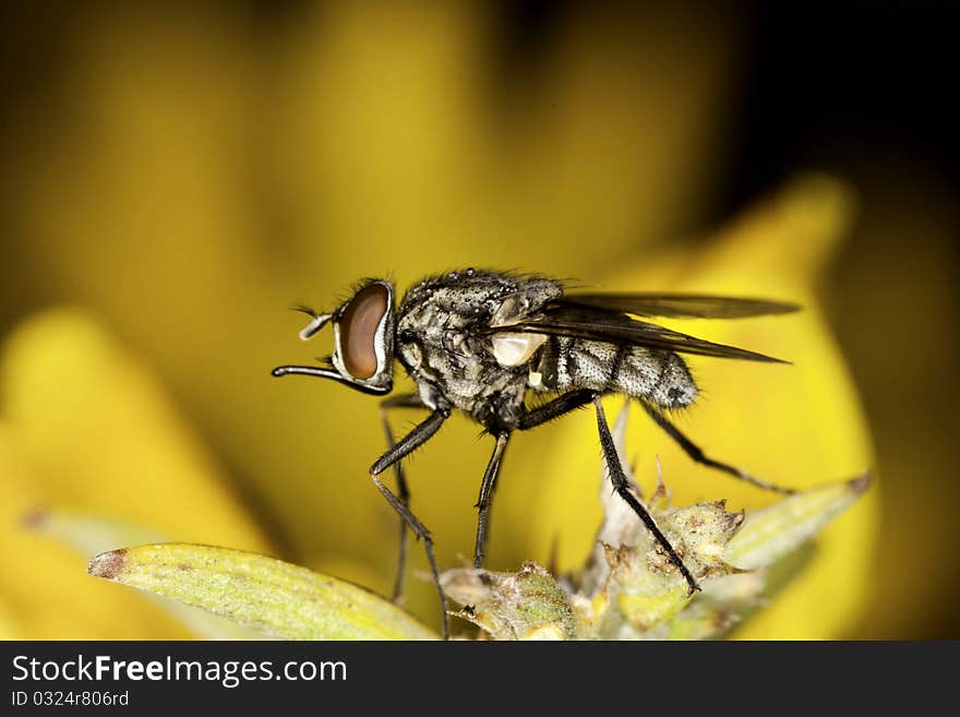 Close up view of a flesh-fly on a yellow flower.