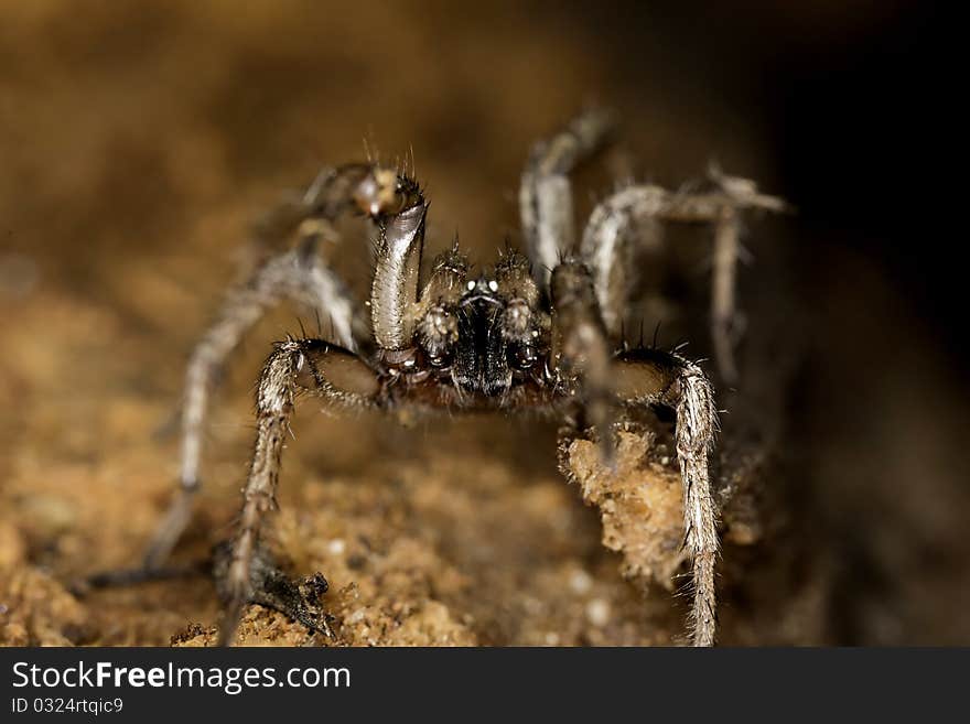 Close up view of a spider on a decaying wooden tree on the forest. Close up view of a spider on a decaying wooden tree on the forest.