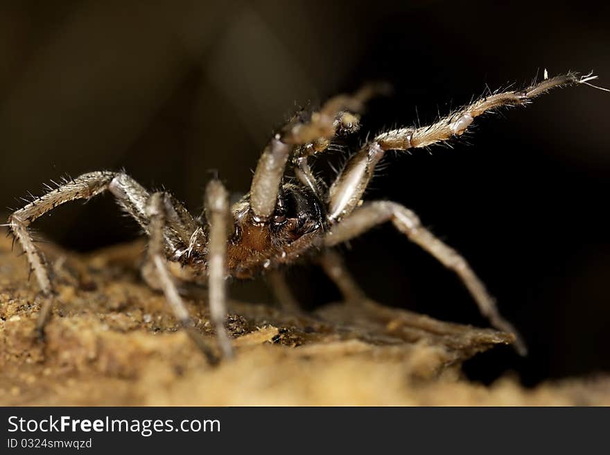 Close up view of a spider on a decaying wooden tree on the forest. Close up view of a spider on a decaying wooden tree on the forest.