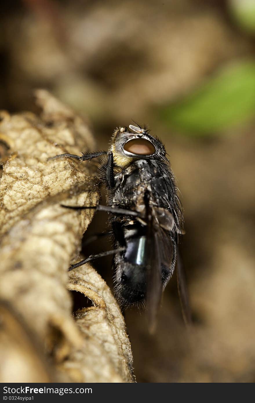 European Blowfly