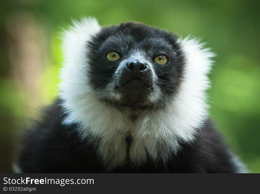 Close-up of a Black and White Ruffed Lemur