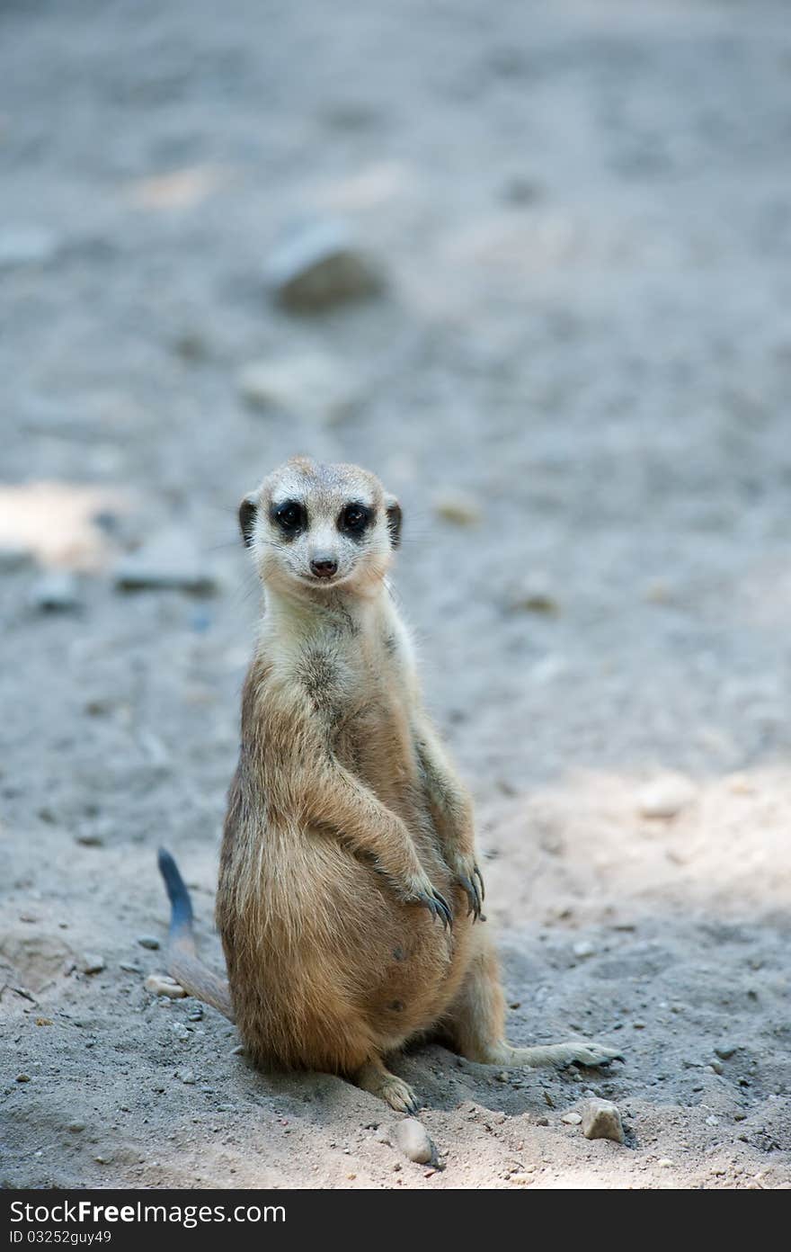 Close up of a cute meerkat (Suricata suricatta)