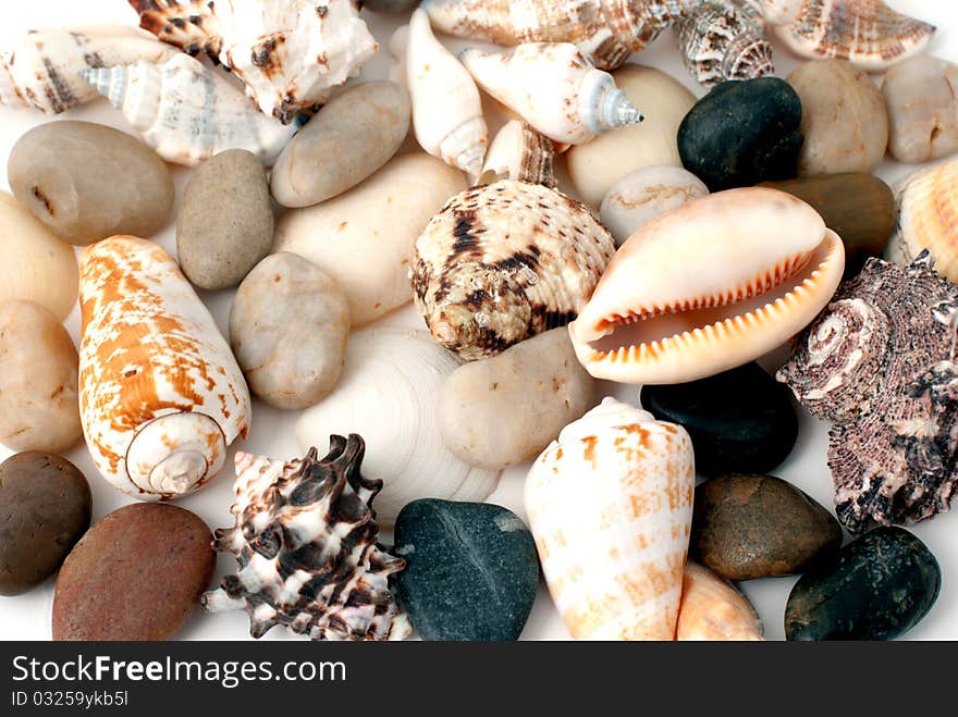 Background from various sea cockleshells and round pebbles