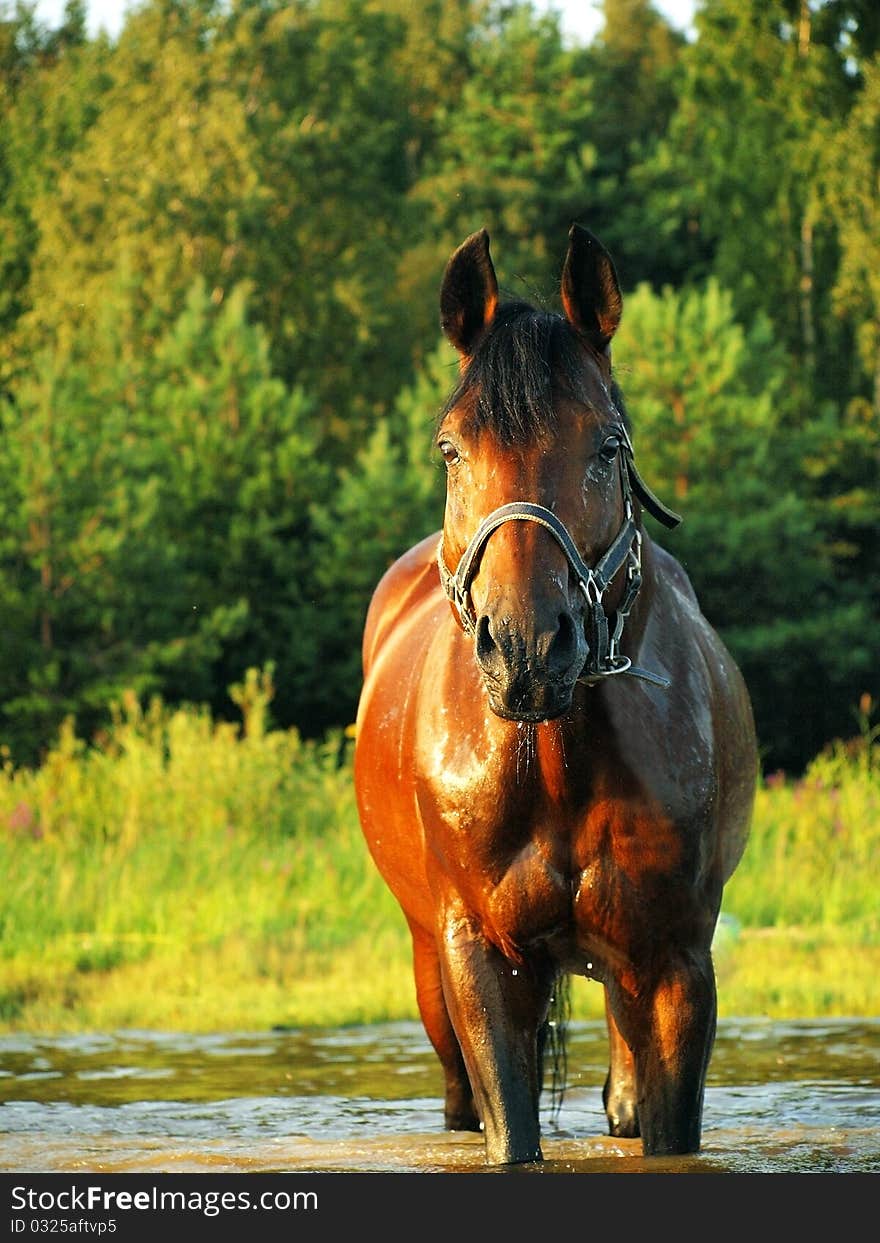 Bay horse in water outdoor gulf sunny evening