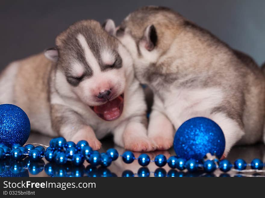 New born siberian husky puppy