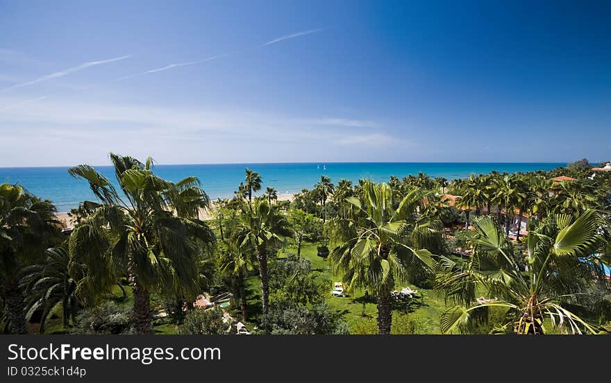 Palm Trees On The Tropical Beach