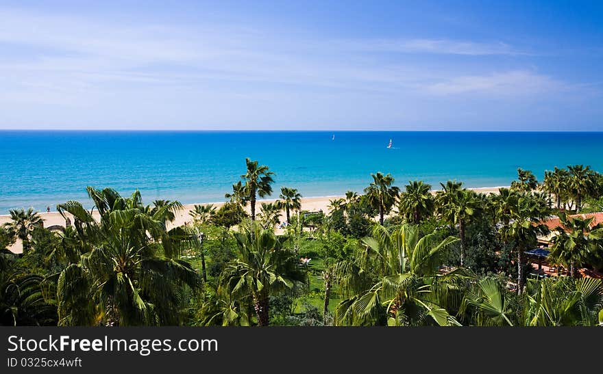 Palm Trees On The Tropical Beach