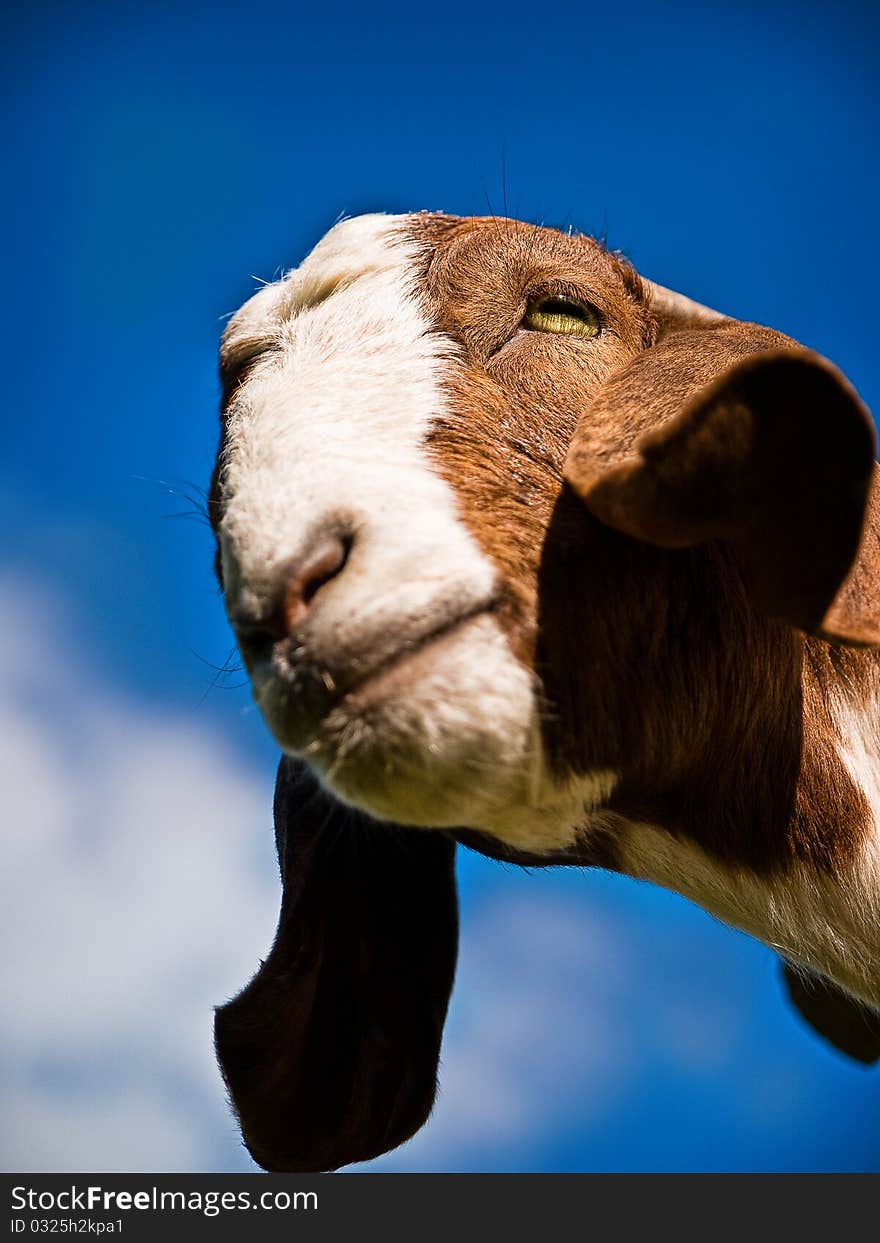 Closeup of a farm goat. Bright blue sky background. Closeup of a farm goat. Bright blue sky background.