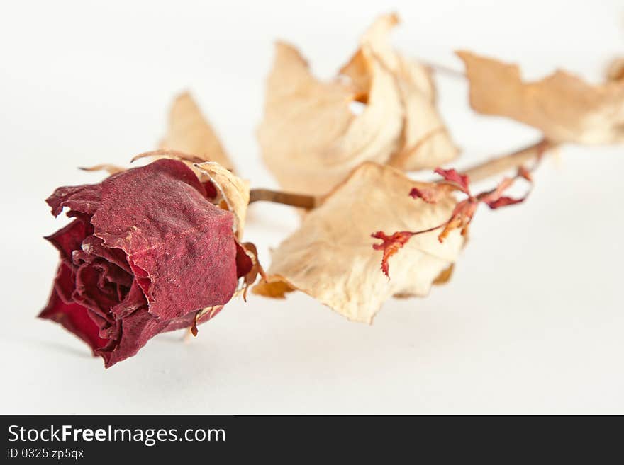 Red dried rose on background