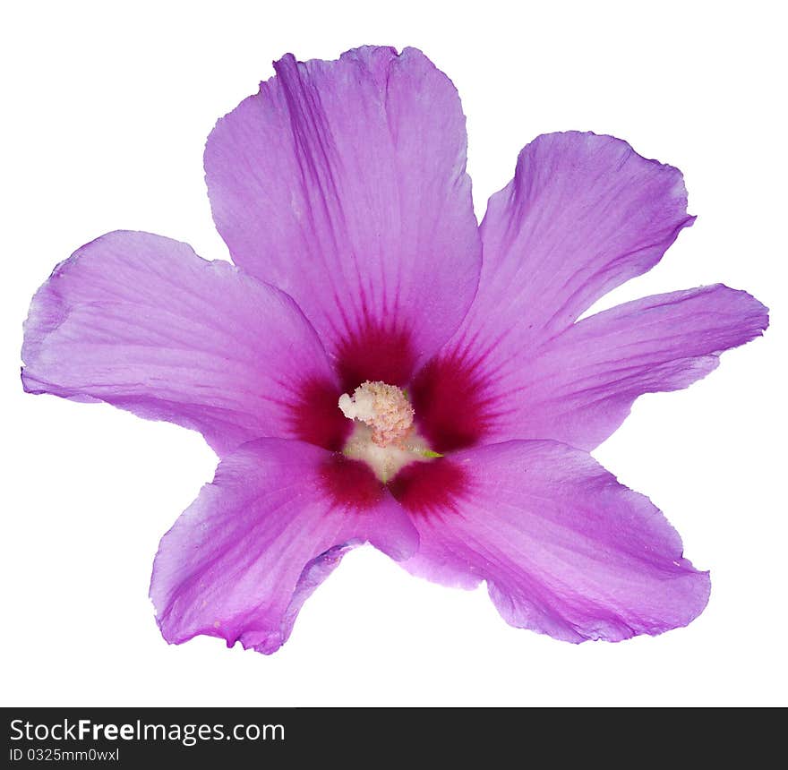 Beautiful pink flower on white