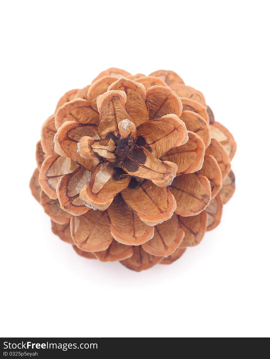 Fir-cone  on a white background