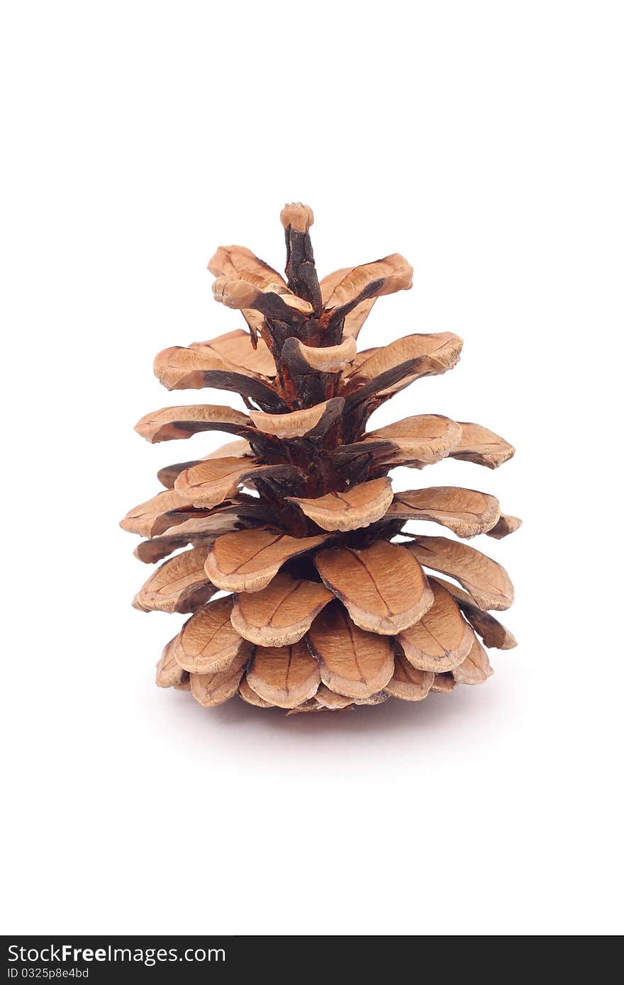 Fir-cone isolation on a white background. Fir-cone isolation on a white background