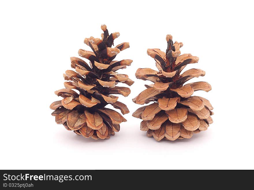 Two spruce cones