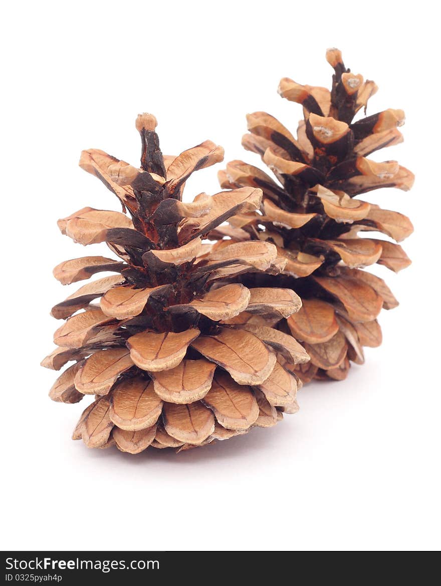 Two spruce cones