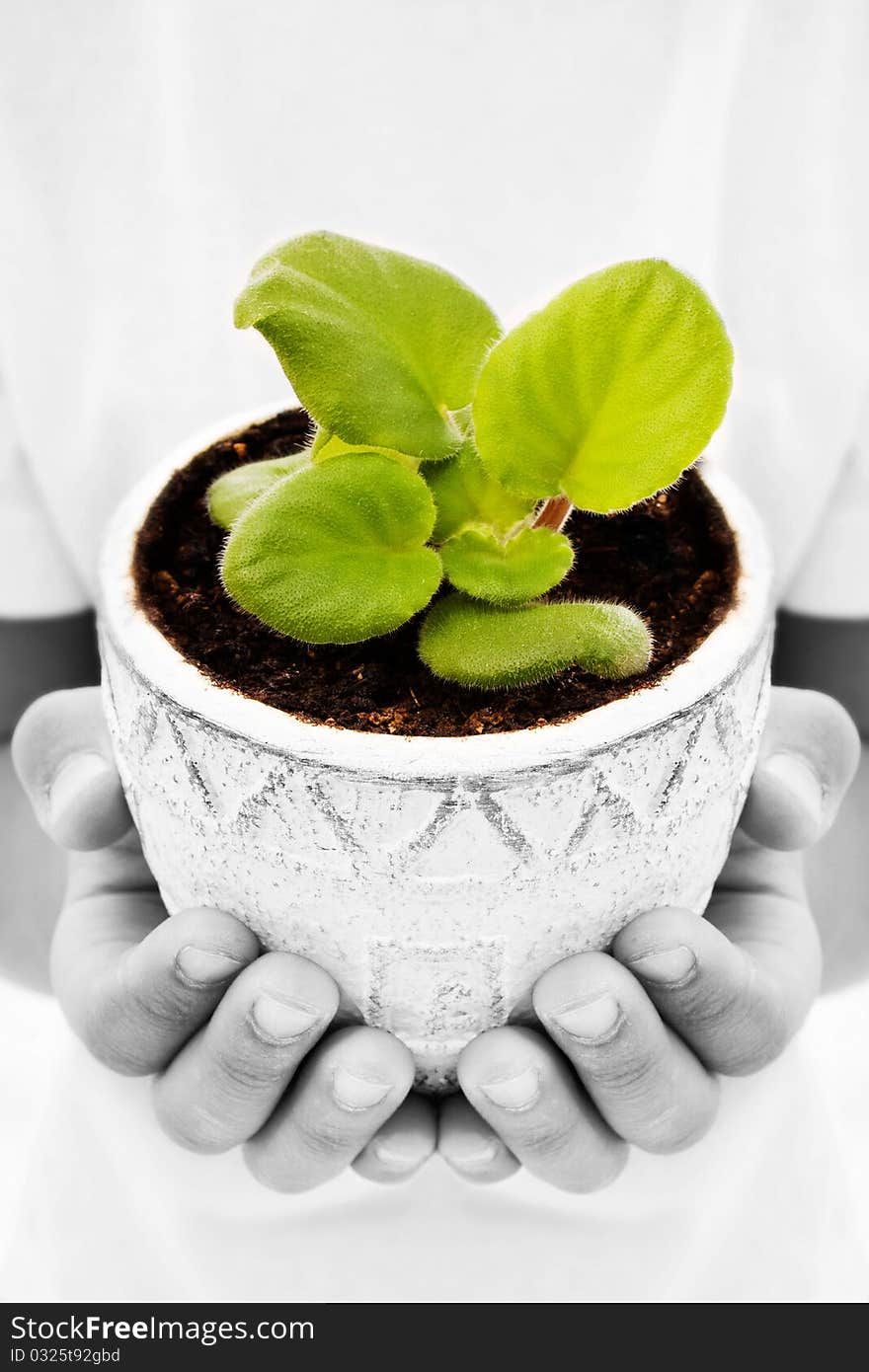 Close up shot child's hands holding young plant in a bud. Close up shot child's hands holding young plant in a bud