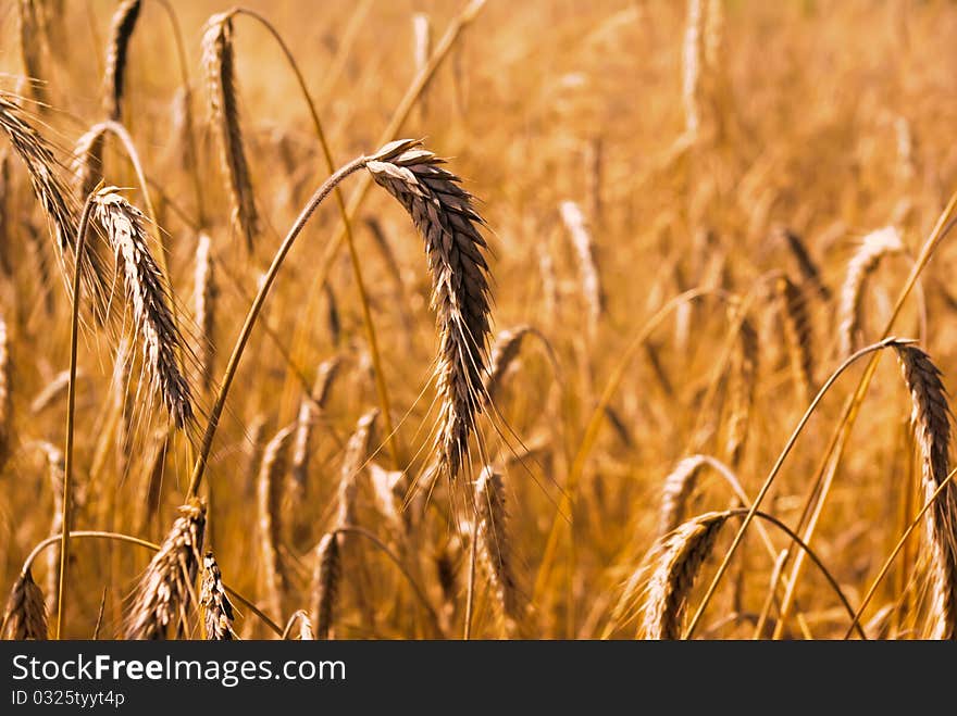 Gold wheat stems on the field close-up