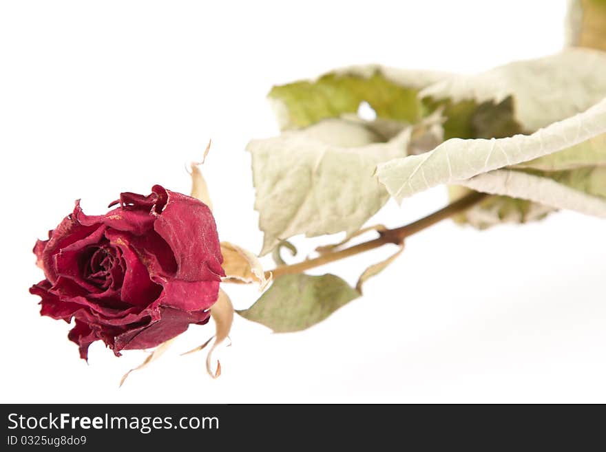 Red dried rose on background