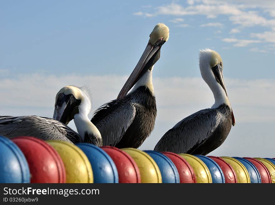 Three pelicans relaxing and enjoying the sun at a harbor in St. Mary's Island, Florida. Three pelicans relaxing and enjoying the sun at a harbor in St. Mary's Island, Florida