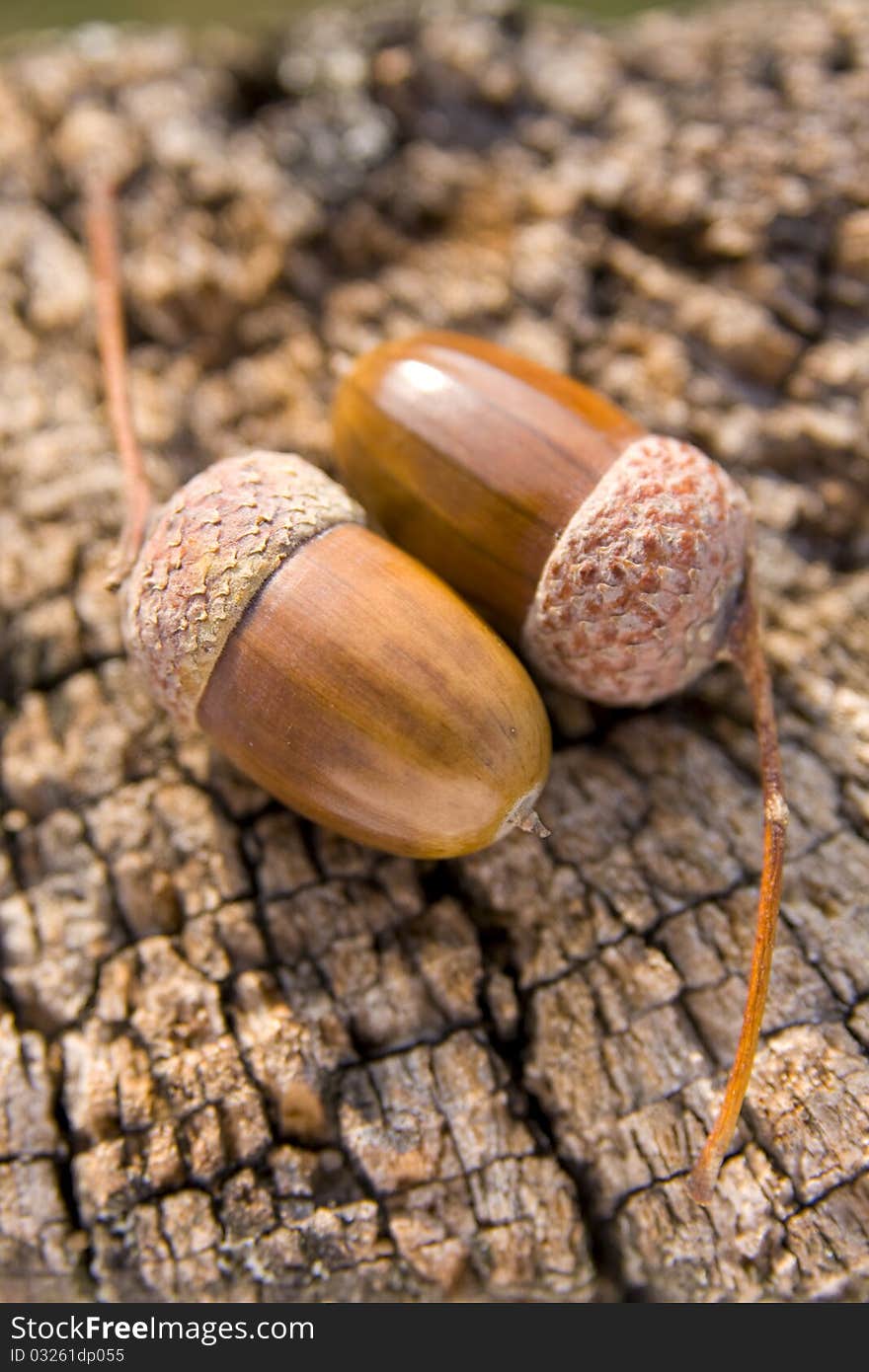 Acorns