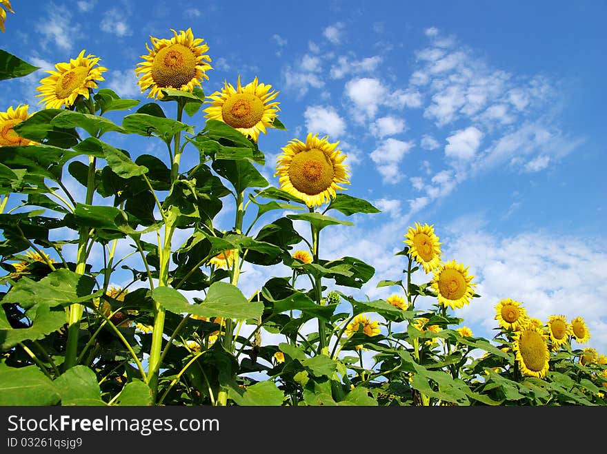 Sunflower field over cloudy blue sky