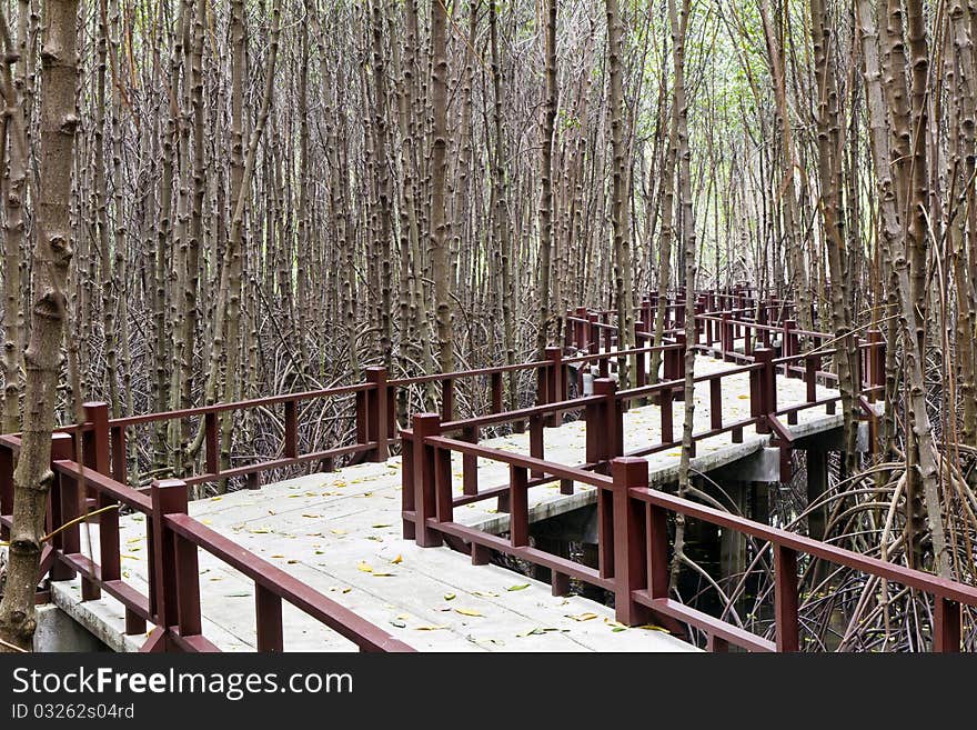 The footpath in the mangrove forest where has mangrove tree surrounds ,. The footpath in the mangrove forest where has mangrove tree surrounds ,